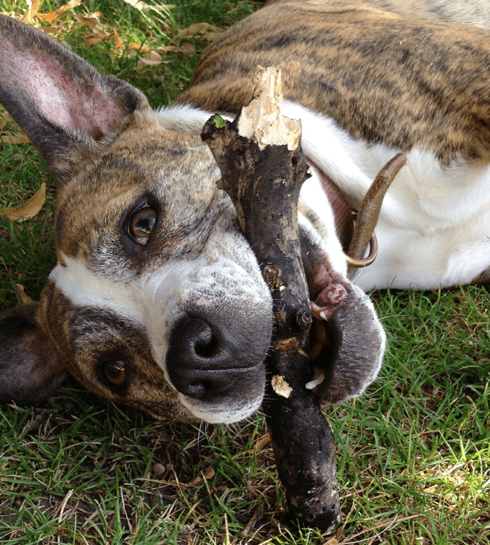 Image shows dog rolling on grass with a stick.