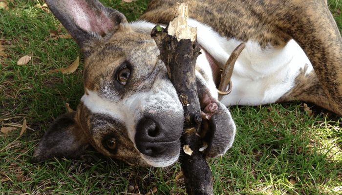 Image shows dog rolling on grass with a stick.