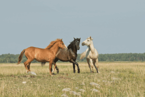 three wild horses