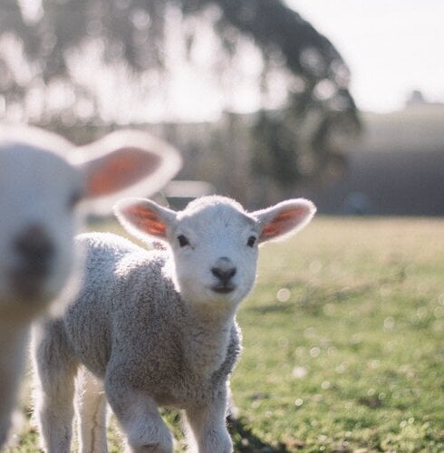 Lambs.