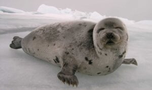 Harp seal