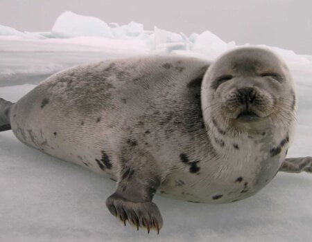 Harp seal