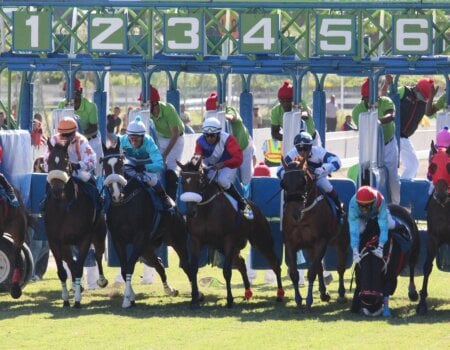 horses at the starting gate, one on the right side of the image is falling.