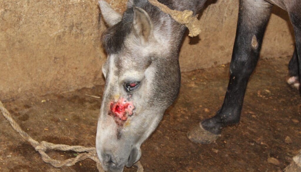 Image shows a horse with a wound on face.