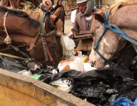 horses eating from rubbish