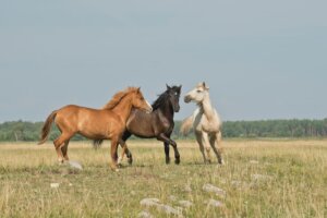 Image shows three horses in field.