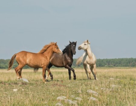 Image shows three horses in field.