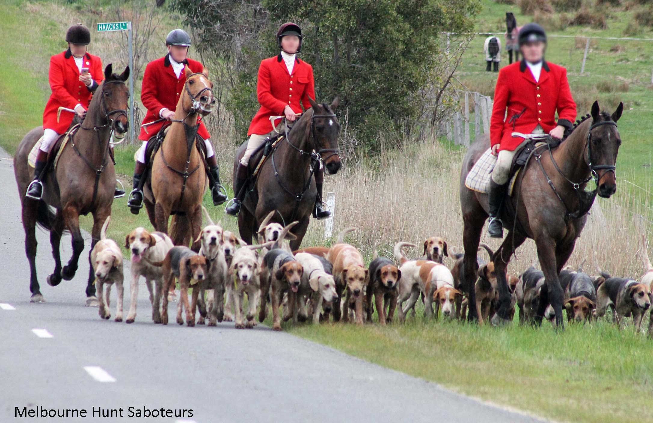 a group of hunters riding horses with a pack of dogs in Victoria.