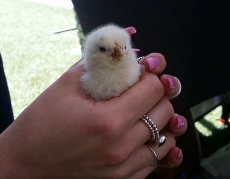 Douglas the chick - rescued by PETA