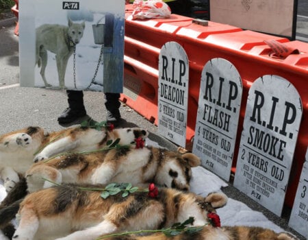 "gravestones" with "dogs" at the Grand Prix in Melbourne