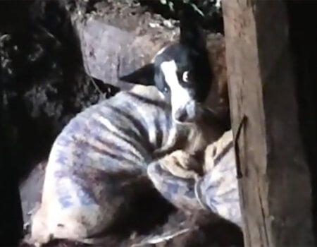 A dog cowers in a bag near a wet market in Nagaland, India.