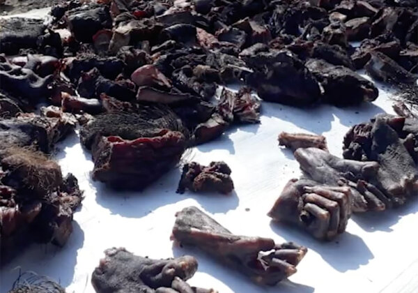 Body parts on a table at a wet market in India.