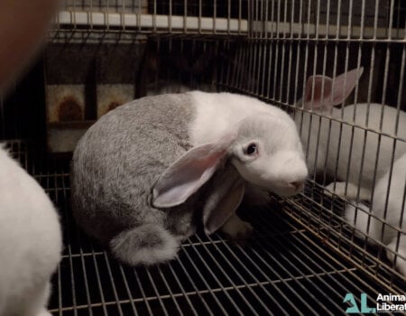 A rabbit with head tilt