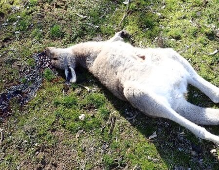 Image shows a dead kangaroo