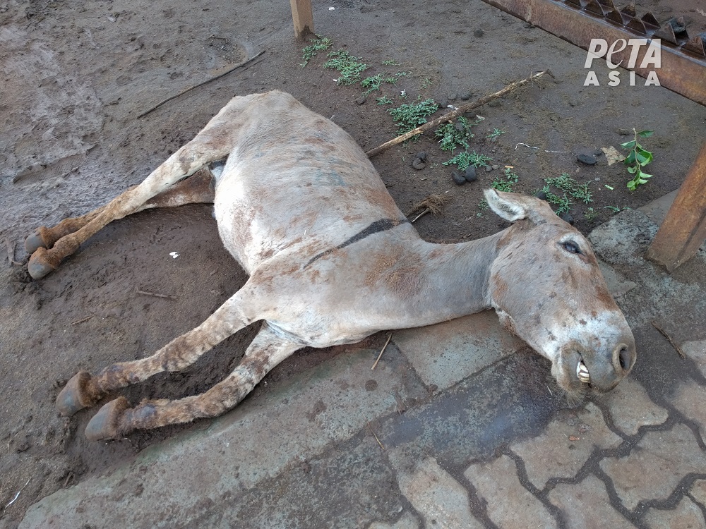 A dead donkey outside a slaughterhouse in Kenya.