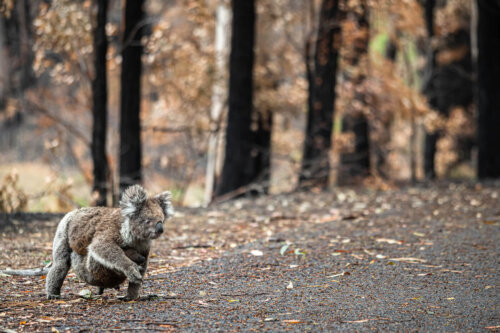 A mother koala and her joey who survived the forest fires in Mallacoota.