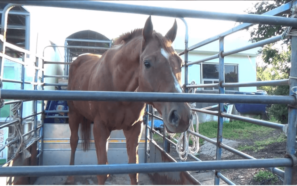 A photo of Dynamic Tank, an Australian horse slaughtered in South Korea.