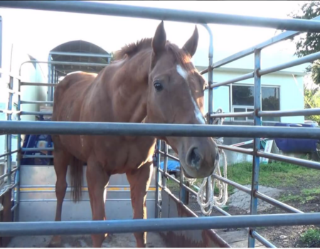 A photo of Dynamic Tank, an Australian horse slaughtered in South Korea.