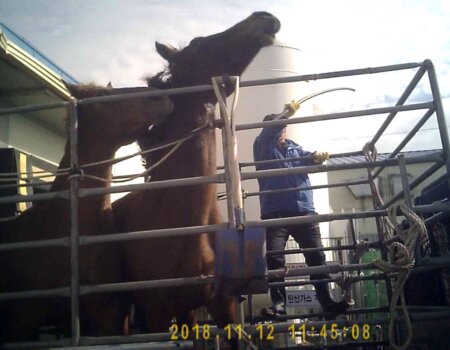 Three men took turns beating these terrified mares for almost three minutes.