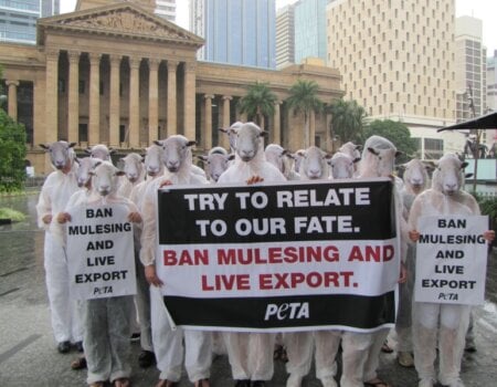 Brisbane mulesing protest