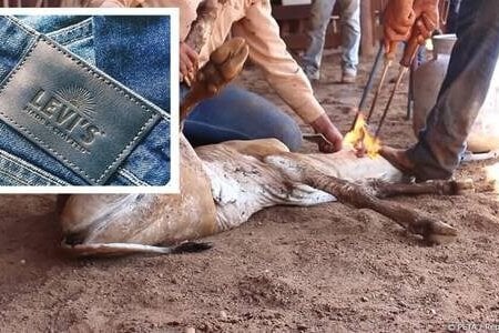 Image shows a cow being branded,