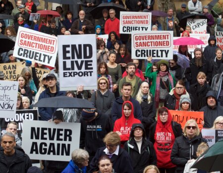 Live Export Protest in Sydney.