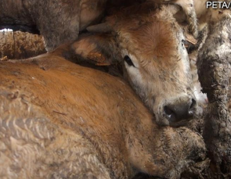 Cows on a live export ship