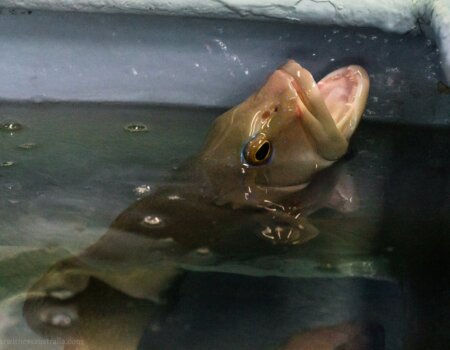 A photo of a fish at a live seafood store in Victoria.