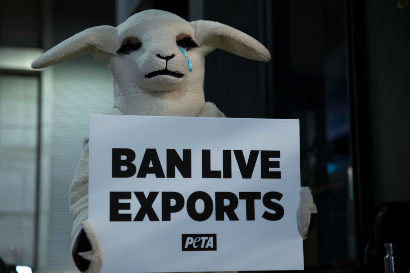 The Legislation to Ban Live-Sheep Exports Has Passed