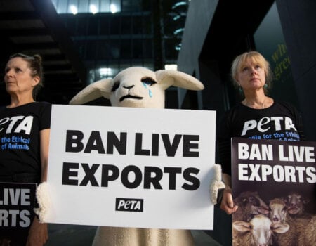 PETA protesters and a "sheep" hold signs saying "ban live exports".