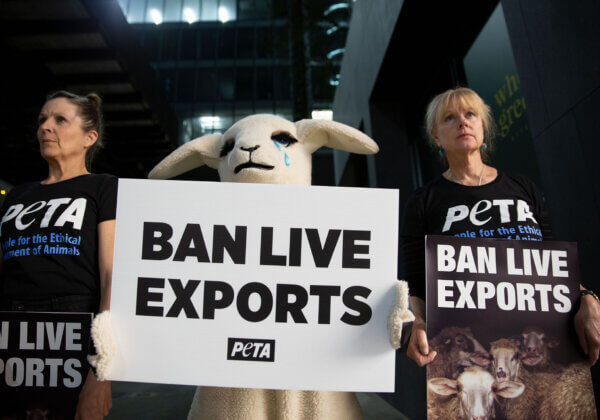 Live Export of Sheep by Sea Will End in 2028