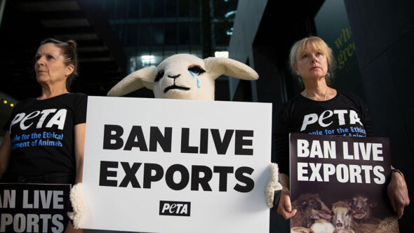 Live Export of Sheep by Sea Will End in 2028