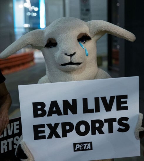 PETA's sheep mascot holding a sign reading: Ban Live Exports