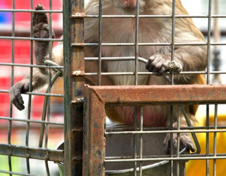 A macaque monkey in a cage at the circus