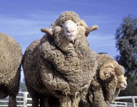 Merino sheep