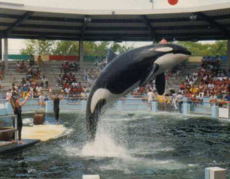 Lolita Orca Miami_Oceanarium