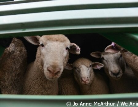 sheep live export