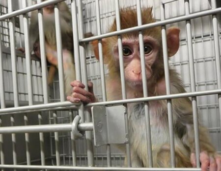 A photo of a monkey in a laboratory cage.