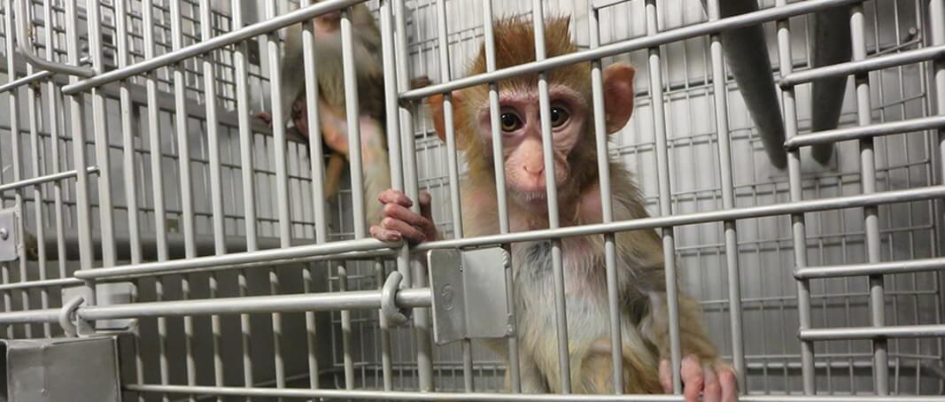 A photo of a monkey in a laboratory cage.