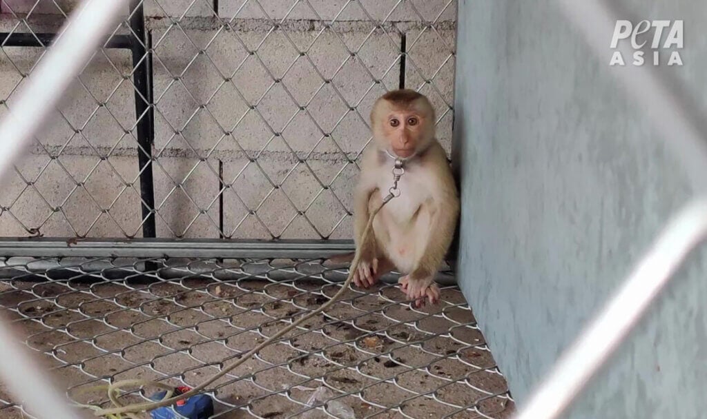 Monkey in a cage