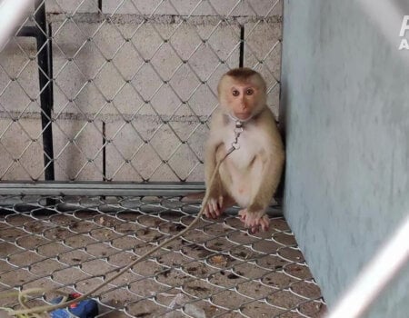 Monkey in a cage