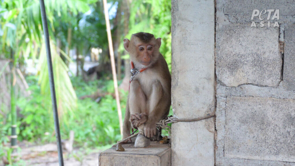 a baby monkey on a chain