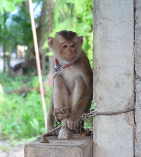 a baby monkey on a chain