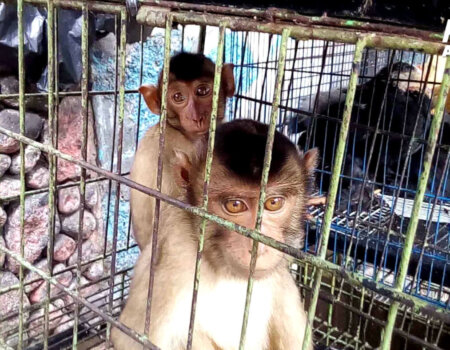 Monkeys in a cage at a live animal market.