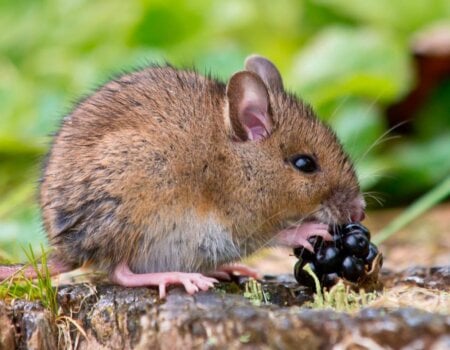 Image shows mouse eating a berry