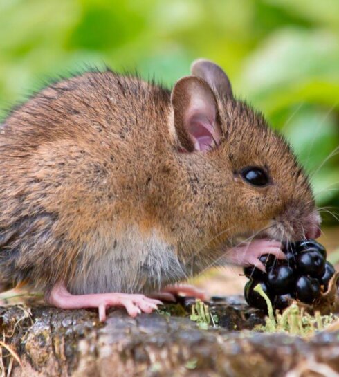 Image shows mouse eating a berry