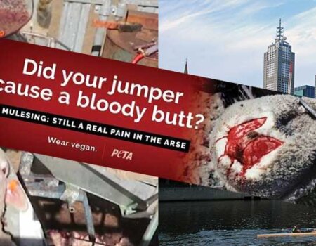 Image shows PETA's latest mulesing billboard that has been deemed "too graphic".