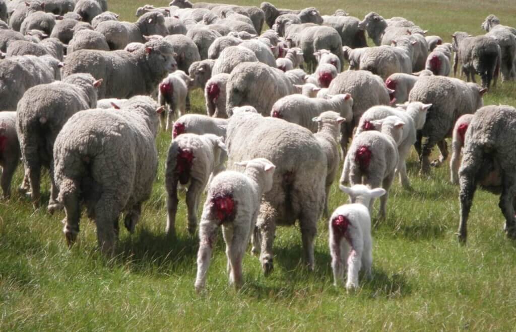 A flock of sheep with lambs who have been mulesed.