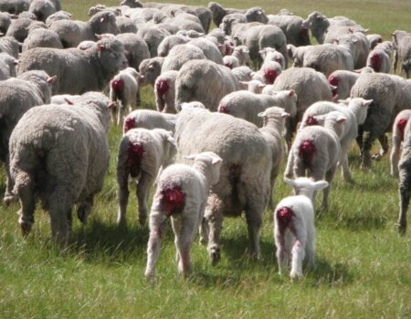 A flock of sheep with lambs who have been mulesed.