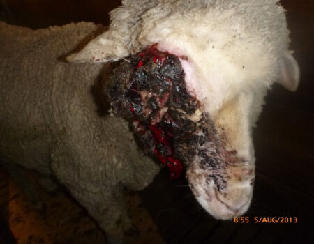 This pregnant sheep suffered from a serious eye injury, which clearly went untreated. Her lamb and fleece were seemingly more important than her suffering.